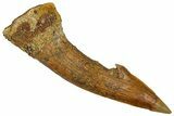 Fossil Sawfish (Onchopristis) Rostral Barb - Morocco #351674-1
